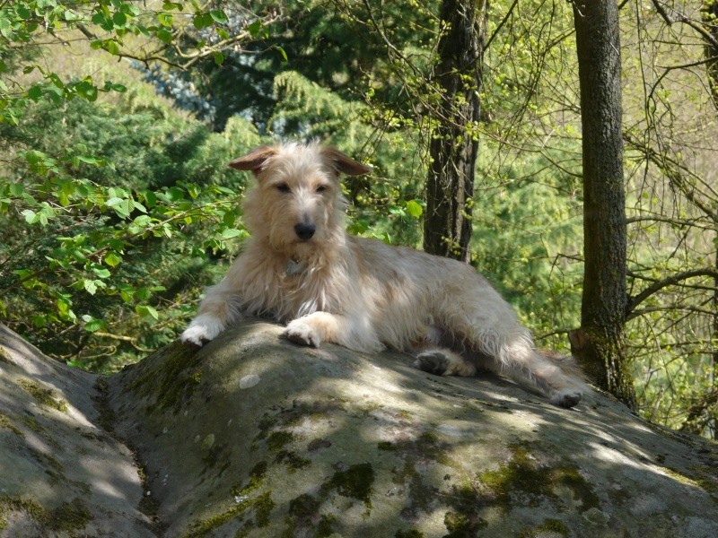  WOODY (ex CHOUPY) x griffon fauve/blanc 7 ans - en FA pour l'Asso Alerte Sos  (92) P1010311