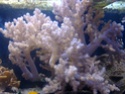 Mon aquarium, un bordel complet !!!! 1410_012