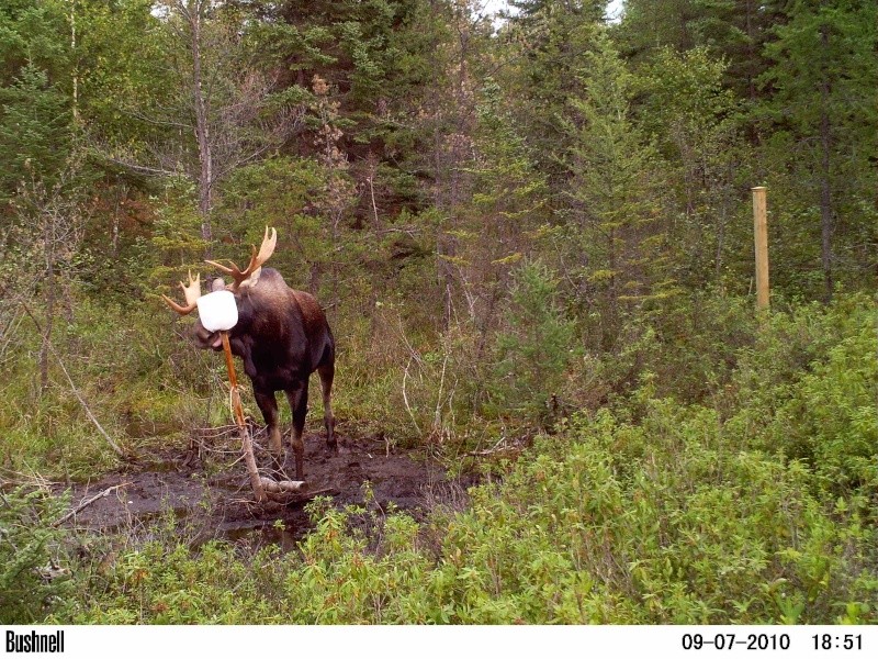 Buck à ma saline  Daniel-57 Buck_t11