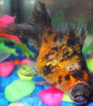 Morfología en Goldfish, ojos,cabeza,Opérculos,aletas,coloraciones Colorc10