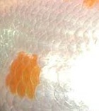 Morfología en Goldfish, ojos,cabeza,Opérculos,aletas,coloraciones Escama14