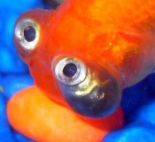 Morfología en Goldfish, ojos,cabeza,Opérculos,aletas,coloraciones Ojosmi10