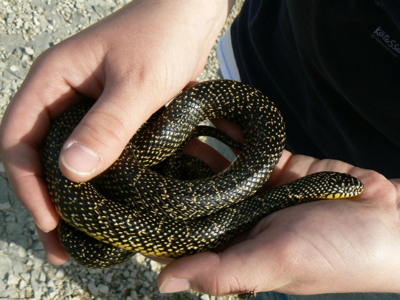 Herping at Camp Simpson this Saturday Snakes15