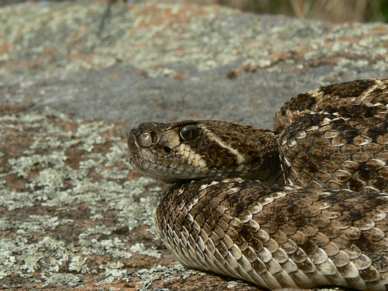 Field Herping at Wichita Mountains Wichit14