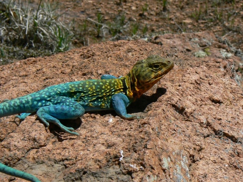 Field Herping at Wichita Mountains Wichit16