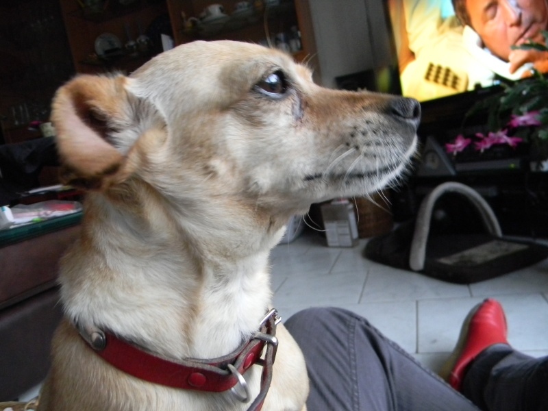 Plume, type pinscher 9 ans - F Plume210