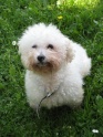 SOS Rosy, croisée bichon frisé 10 ans - F Rosy1111