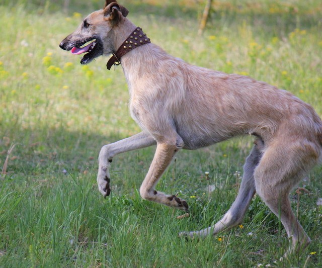 Rauhhaar-Galgo RIK aus Alicante sucht ... - Seite 3 Img_2510