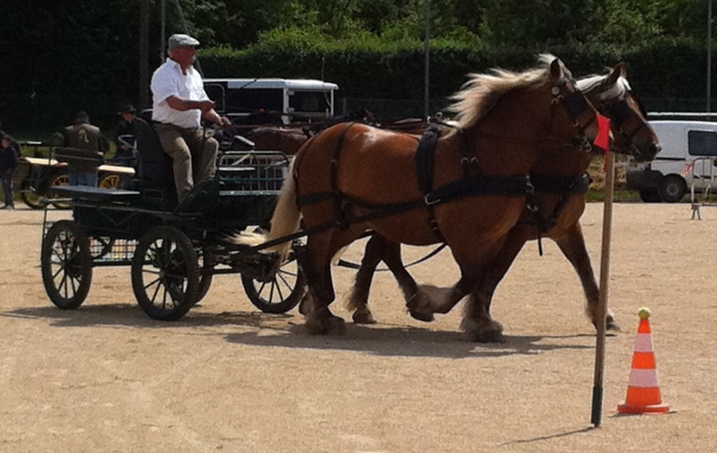 foire aux chevaux a Marboz( 01) le 15 mai Img_0217