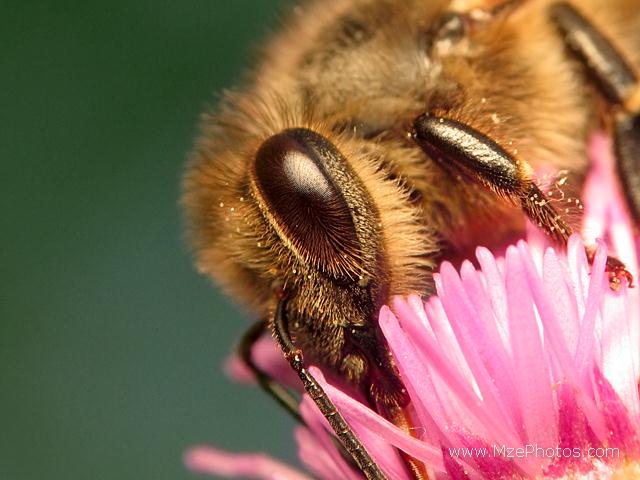 HONEY BEE THE INCREDIBLE CREATION AND SIGN OF ALLAH   Honey-10