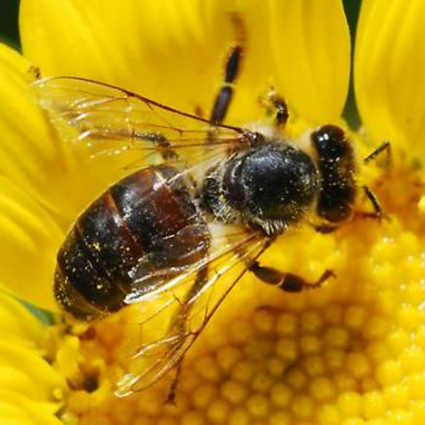 HONEY BEE THE INCREDIBLE CREATION AND SIGN OF ALLAH   Honey-11