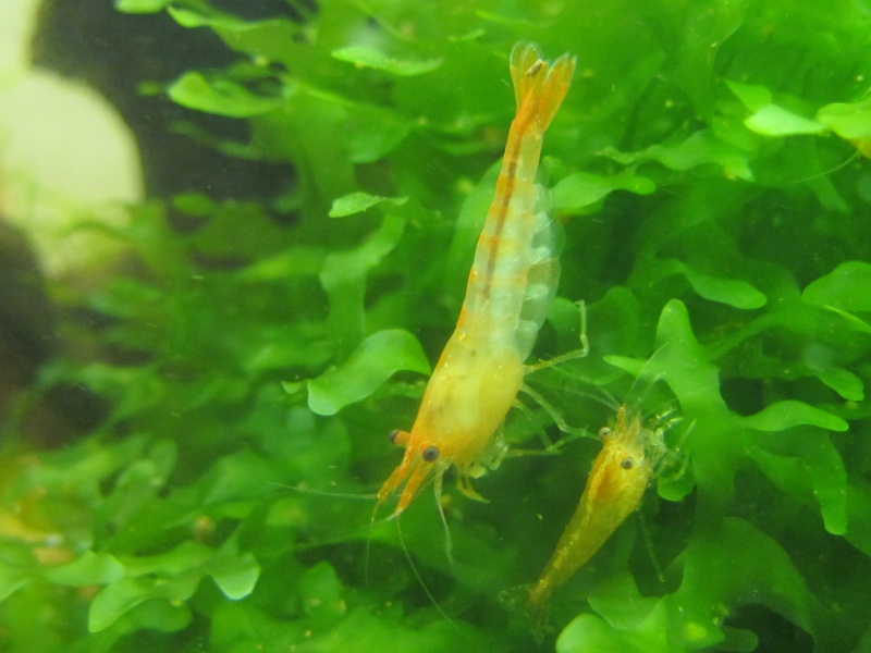 crevettes - mes crevettes en photo 40_ans12