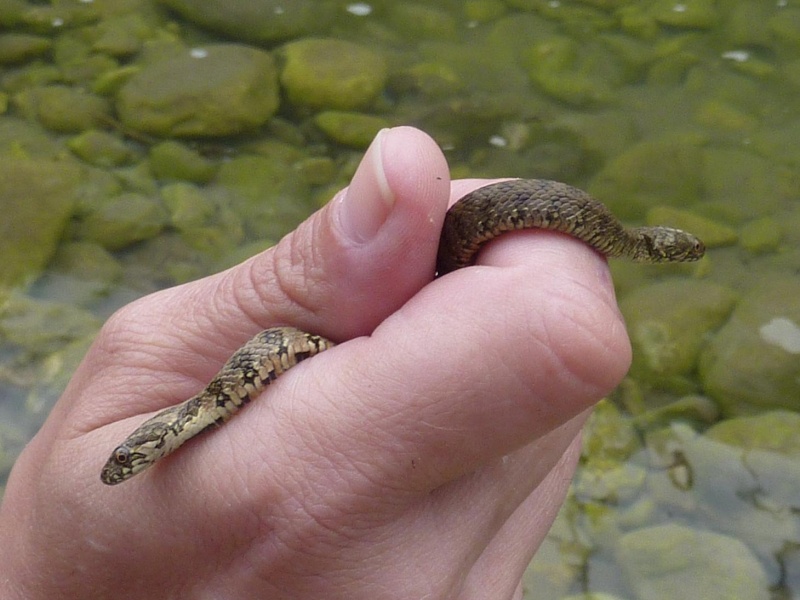 reptiles et amphibiens P1000911