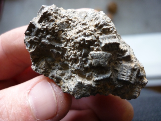 Fossile Ardéchois P1030813