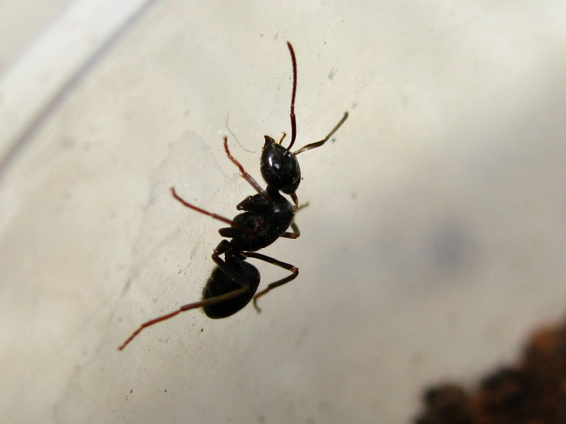 Reine de fourmi ? 003f10
