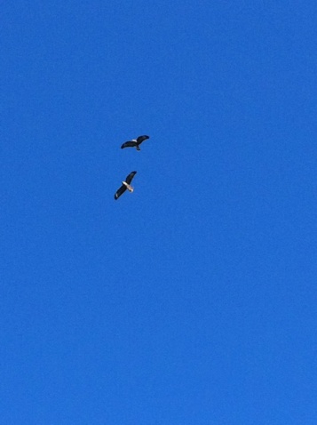 oiseaux .... - Page 2 Buses10