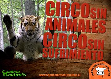 Que piensas sobre los circos con animales? 312