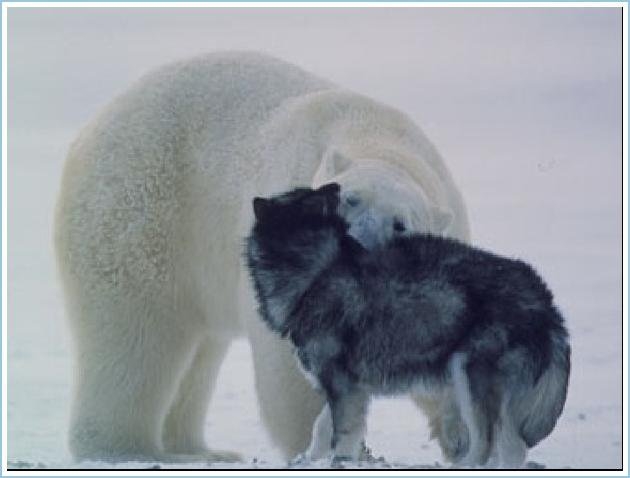 Oso polar y perro jugando. 410