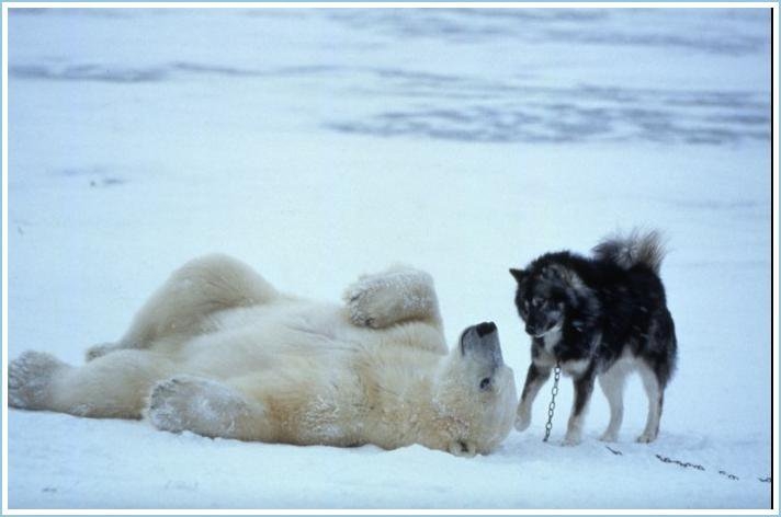 Oso polar y perro jugando. 610