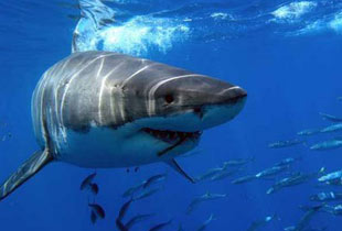 Hallan restos humanos en un tiburón tigre capturado en Bahamas. C_4_ma10