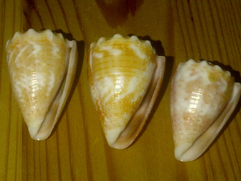 Conus (Virroconus) miliaris Hwass in Bruguière, 1792  Dorlis67