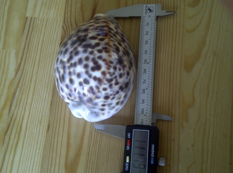 Cypraea tigris tigris Linnaeus, 1758 - Page 4 Img-2019