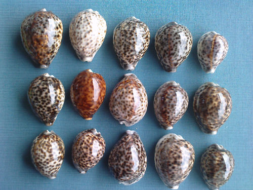 Cypraea tigris tigris Linnaeus, 1758 - Page 5 Kgrhqu10