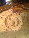 Brown glazed teapot, mouse or cat mark? Image435