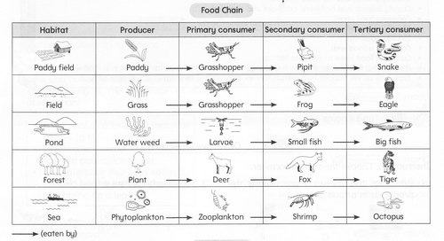 Food chain&Food Webs Foodch10