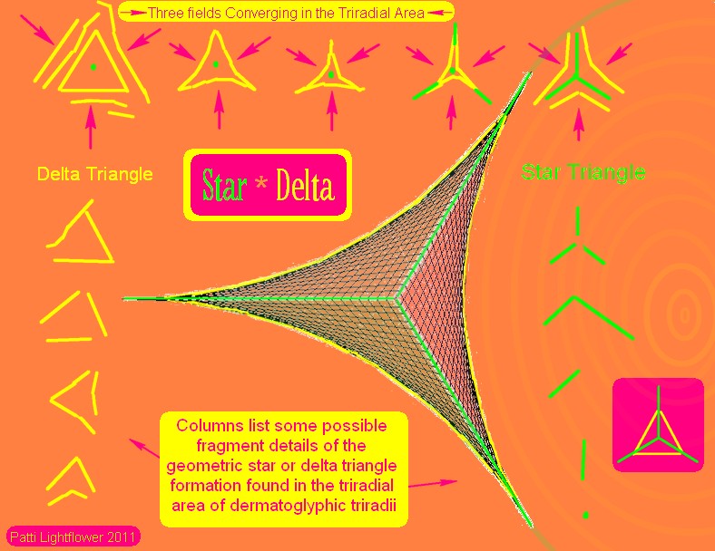 The TRIRADIUS in a fingerprint: how it develops, it's characteristics + a definition! - Page 7 Delta_12