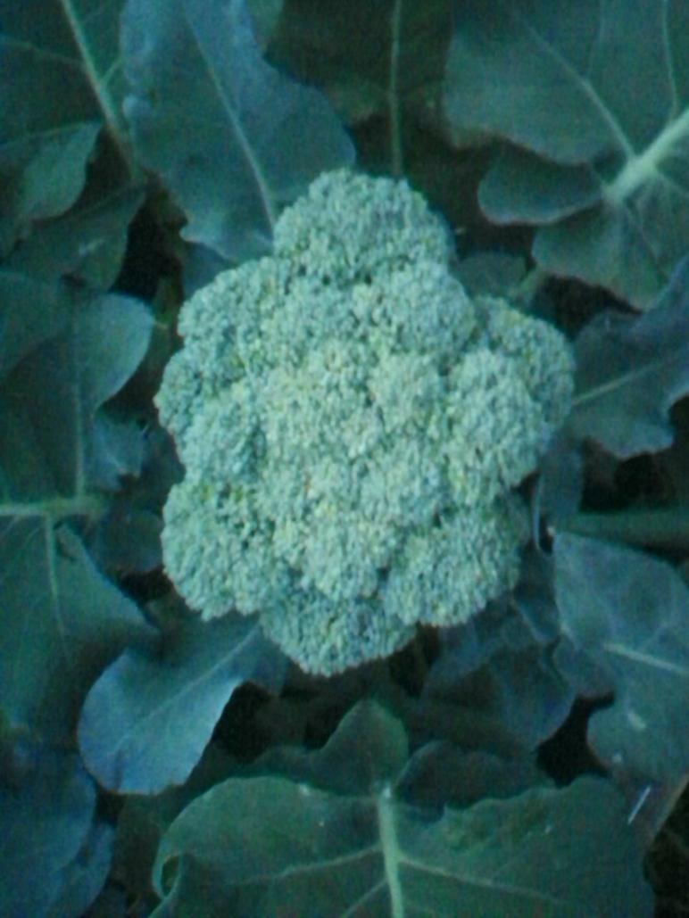 Broccoli 06060110