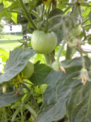 Tomato Tuesday Thread (N&C Midwest).. - Page 4 06210111