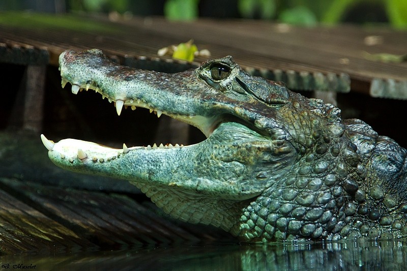 crocodiles Img_7810