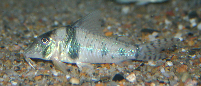 iktus-aqua spécialiste des poissons d'exception Corydo10