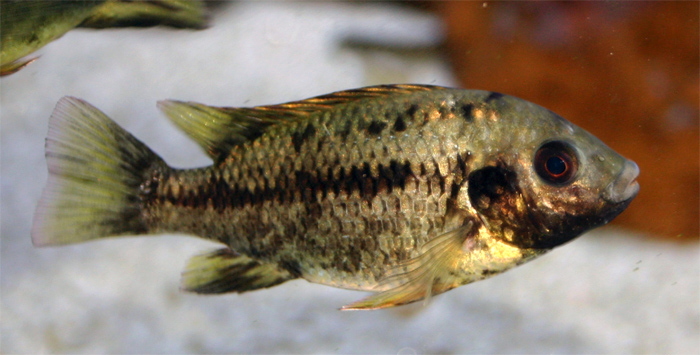 iktus-aqua spécialiste des poissons d'exception Pungu_10