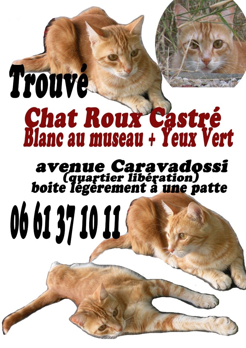 Trouvé Chat Roux Castré NICE (06) 01/09/2010 Affich10