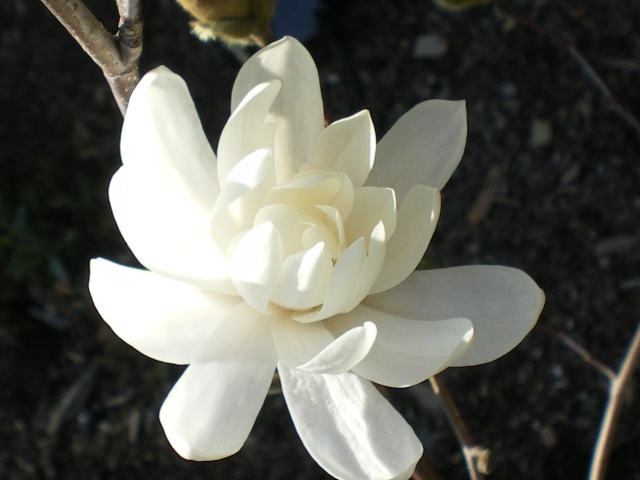 Aujourd'hui 15 mai au jardin  Imgp3022