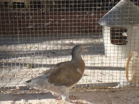 Bebe Pigeon Ramier Trouve