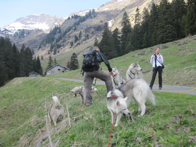 5 huskies à Morgins 1211