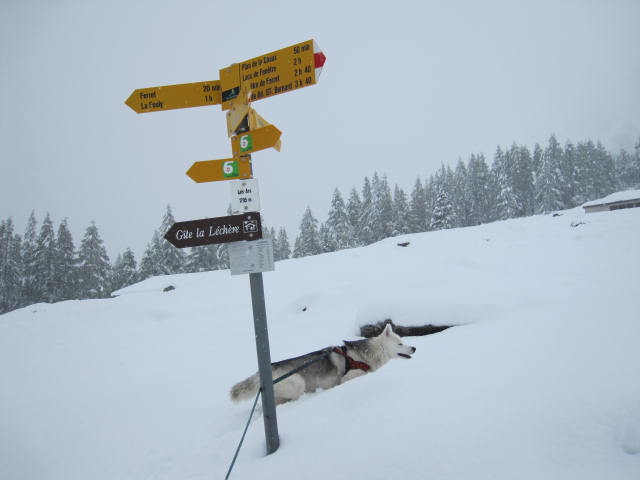 L'appel de la neige 5210