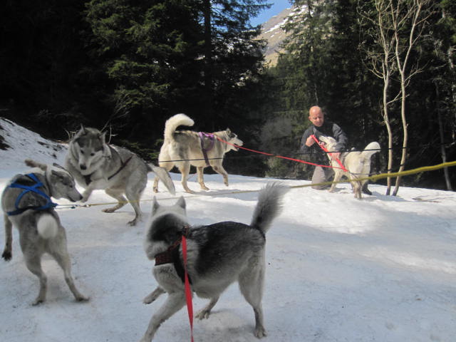 5 huskies à Morgins 610