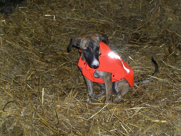 Galgo-Mix-Welpe Spike (jetzt DAKOTA) aus Murcia sucht ... - Seite 2 100_6022