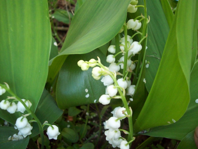 vote pour notre 3éme concours photo "les arbres fruitiers" - Page 3 Muguet10