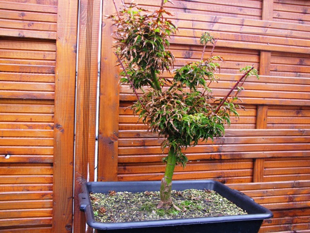 plant acer shishigashira pour formation en bonsai - Page 4 Img_3010
