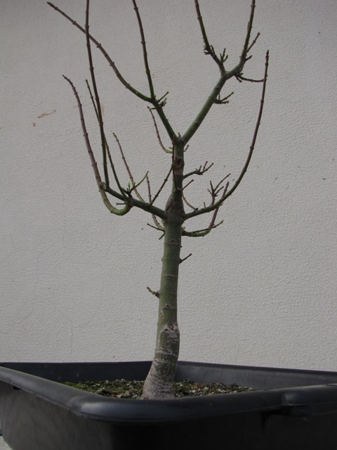 plant acer shishigashira pour formation en bonsai - Page 4 Img_3011
