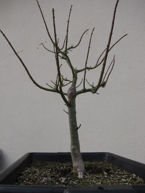 plant acer shishigashira pour formation en bonsai - Page 4 Img_3013