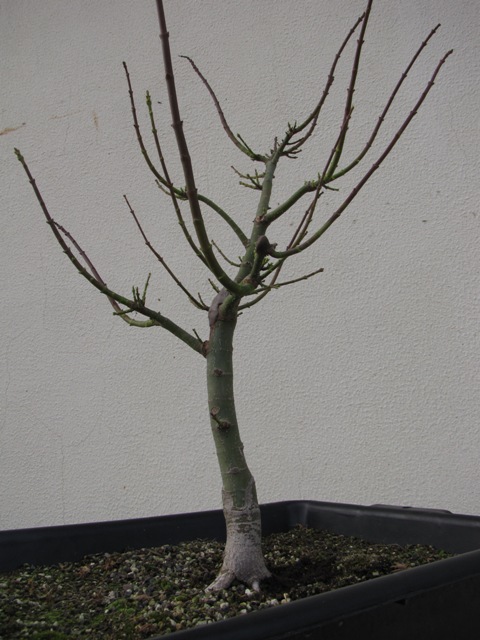 plant acer shishigashira pour formation en bonsai - Page 4 Img_3014