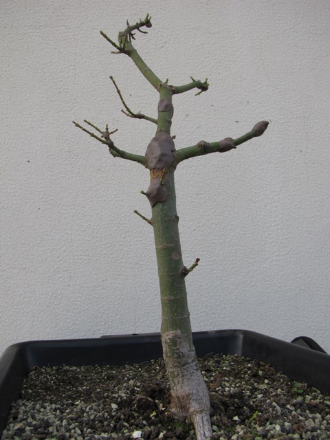 plant acer shishigashira pour formation en bonsai - Page 4 Img_3017