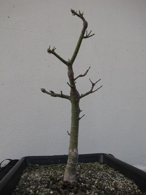 plant acer shishigashira pour formation en bonsai - Page 4 Img_3018