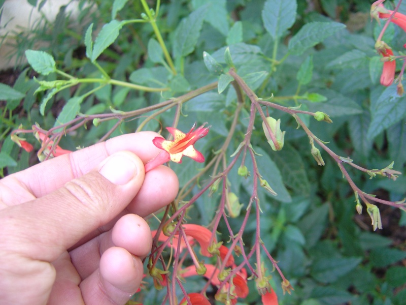 fuchsia - Fuchsia Dsc00211